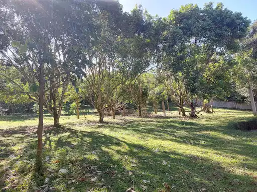 Lots for Retirement in Valencia/Dumaguete — Agricultural Lot in Negros Oriental, Philippines — Photo 3