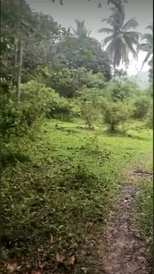 One Hectare Titled Farm Lot Rush Sale-Toledo - photo 5