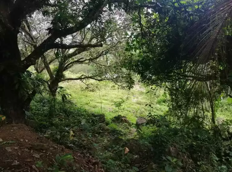 LOT FOR SALE IN BUSAY NEGOTIABLE - photo 6
