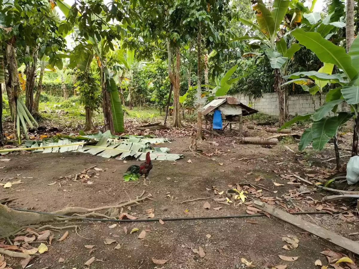 429 SQM. LOT FOR SALE IN JAWA VALENCIA - photo 4