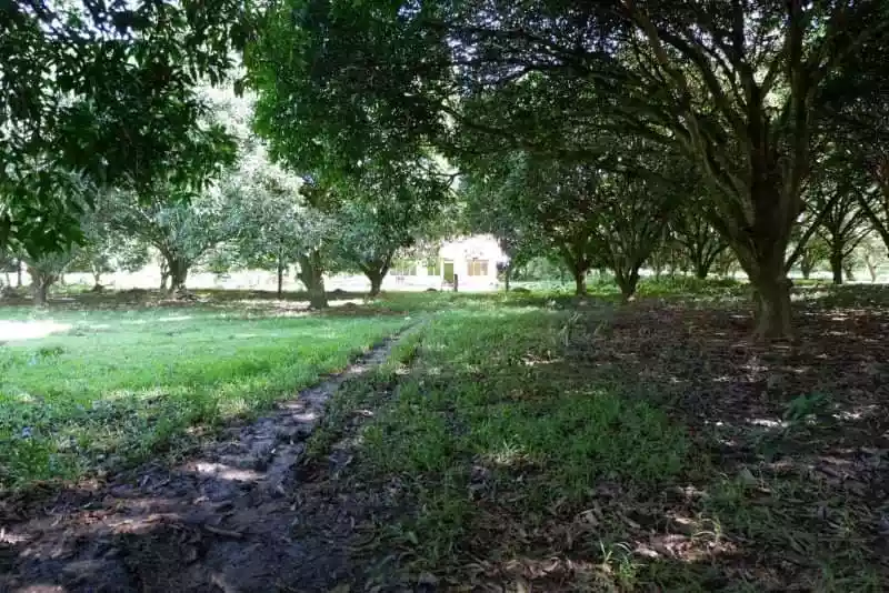 Rush Sale Lot in Arpili Balamban, Cebu Along National Roadâ€¼ï¸ - photo 7