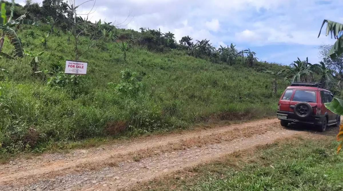 PALAWAN LAND, Calatagbak, Quezon, Palawan, PH - photo 5