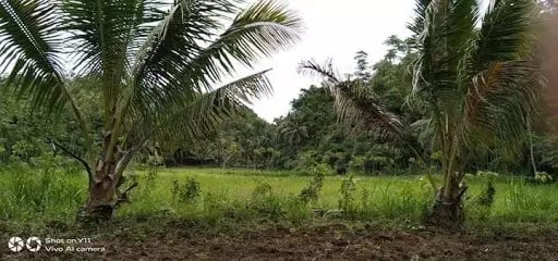 Very rush sale farm lot — Agricultural Lot in Sogod, Cebu, Philippines — Photo 4