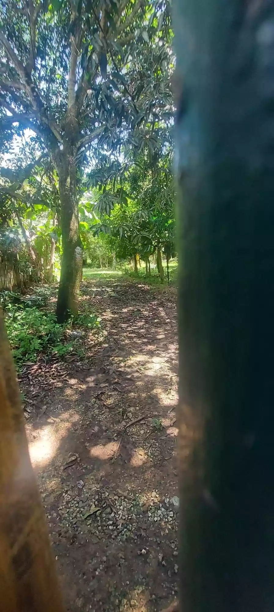 Lot for Sale - photo 4