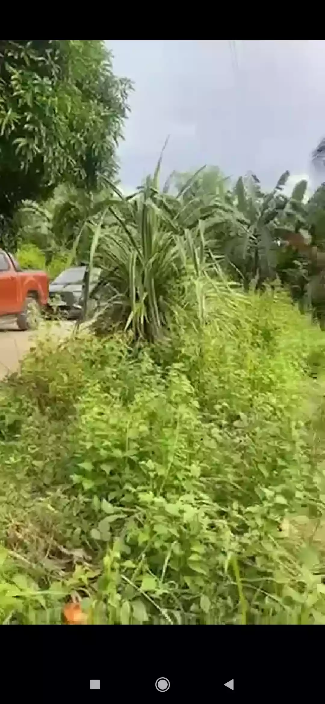 Agricultural Lot in Naga Cebu for Sale  - photo 3