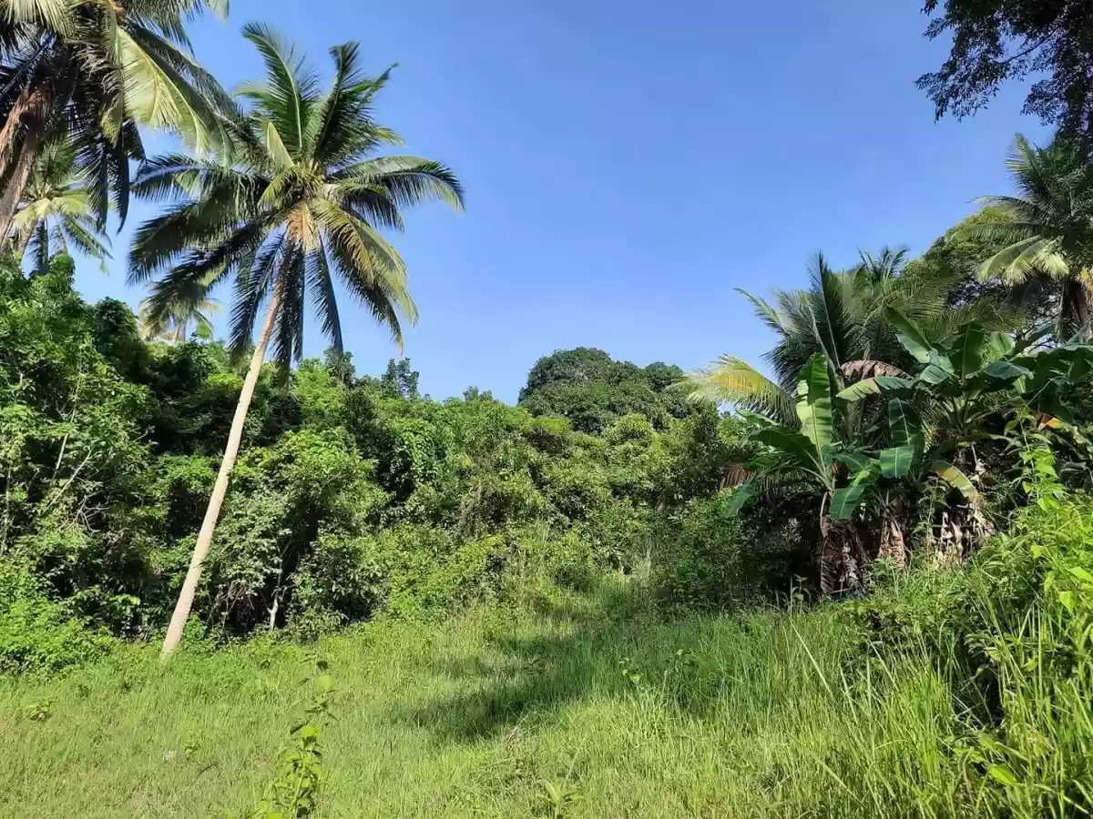Agricultural land in Bairan Naga for sale - photo 4