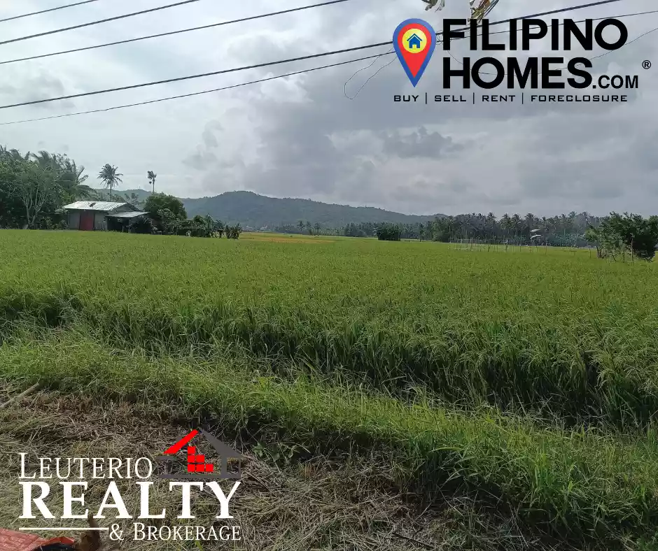 RiceLand For Sale in Plaridel Quezon — Agricultural Lot in Plaridel, Quezon, Philippines — Photo 4