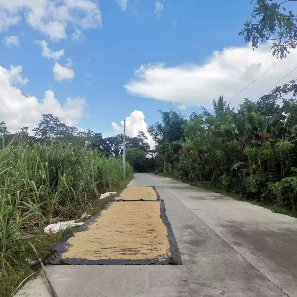 LOTS FOR SALE IN JANIUAY, ILOILO (with clean title each lot) — Residential Lot in Janiuay, Iloilo, Philippines — Photo 4