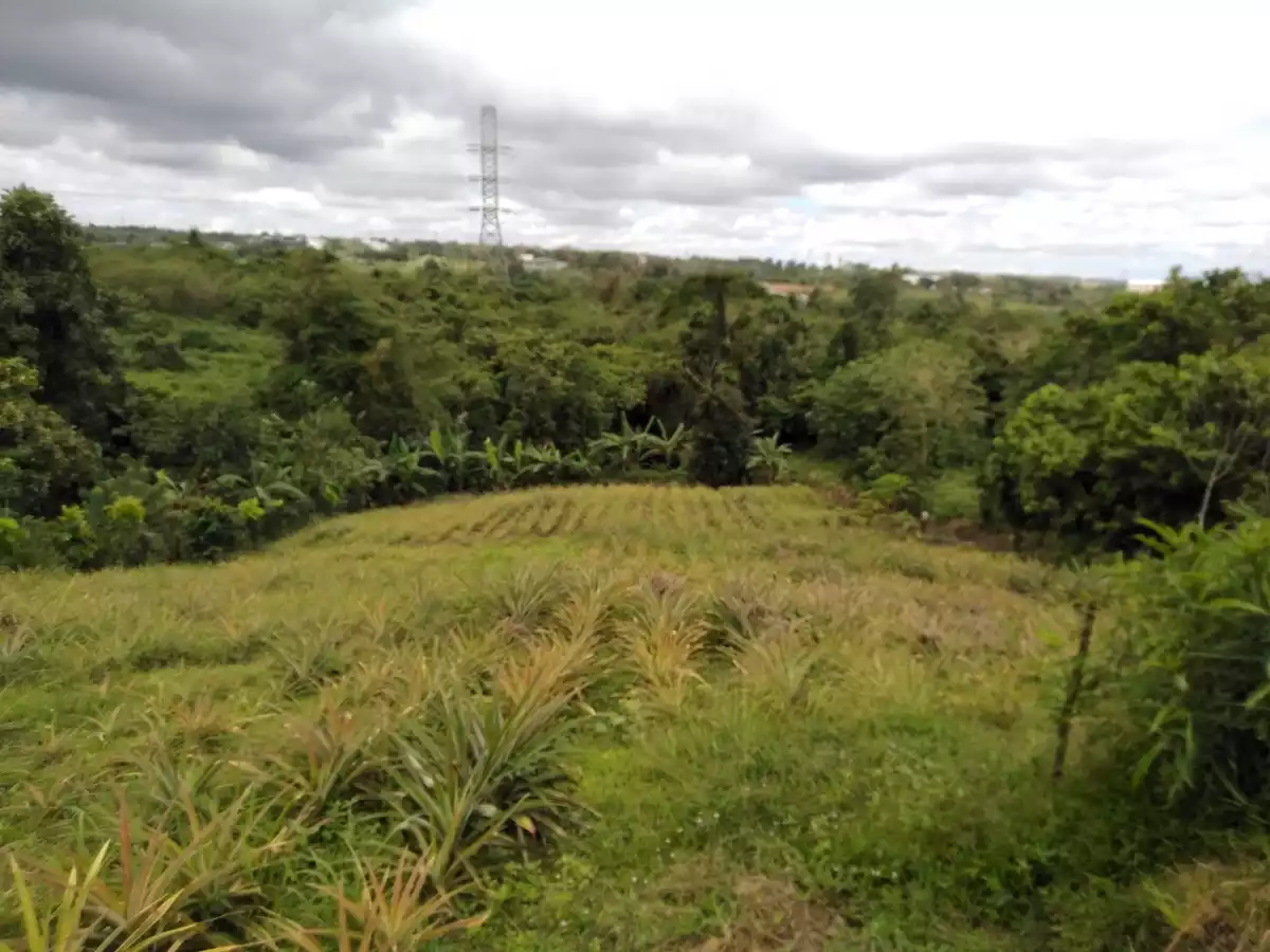 Casile HOT farm lot - photo 4