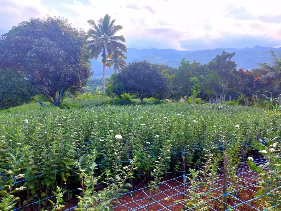 4000 sqm LOT IN BABAG 2, CEBU CITY  - photo 3