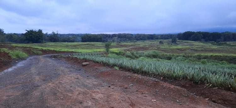 Land for Sale - photo 4