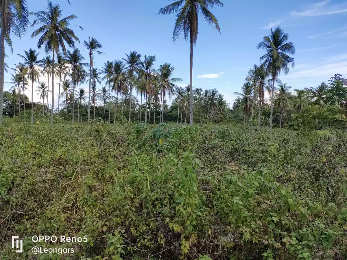 LOT for RUSH Sale in Masaplod Sur, Dauin — Agricultural Lot in Negros Oriental, Philippines — Photo 5