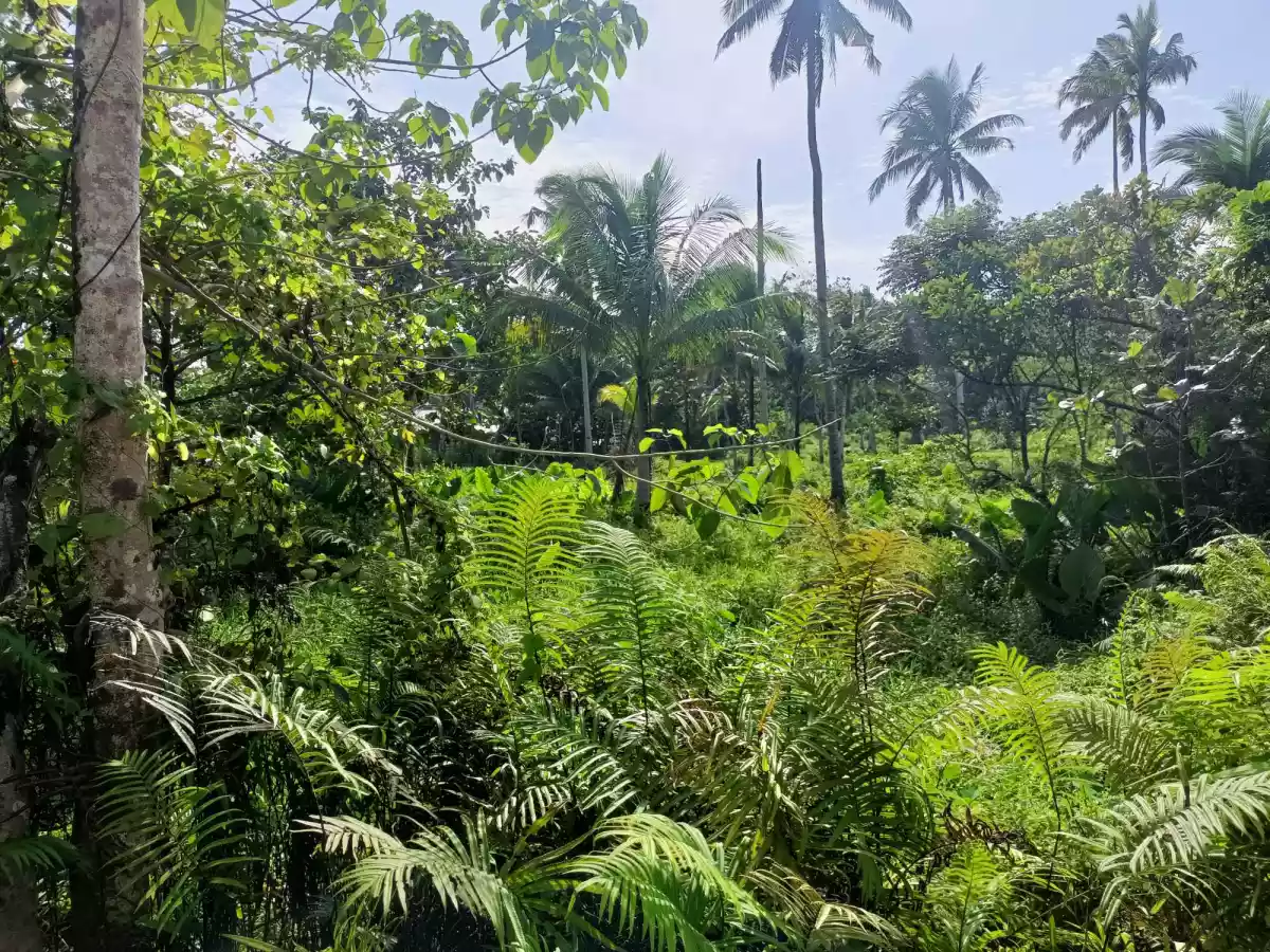 Residential Lot for Sale in Sagbayan, Bohol — Residential Lot in Sagbayan - Danao Road, Sagbayan, Bohol — Photo 3