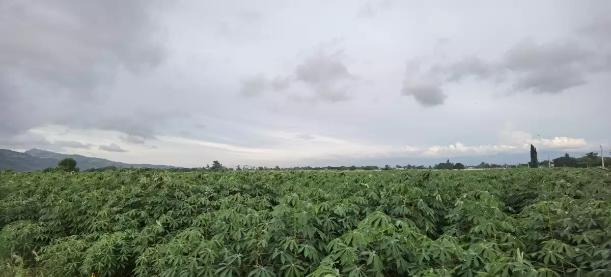 12 Hectares Land in Brgy. Mabuhay  - photo 5