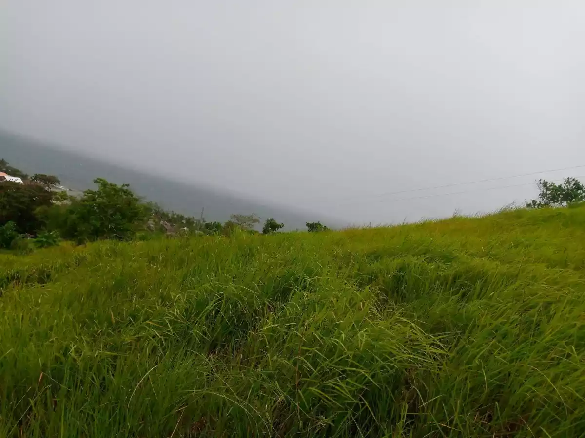 BEACH LOT FOR SALE IN UBAY BOHOL — Beach Lot in Ubay, Bohol, Philippines — Photo 2