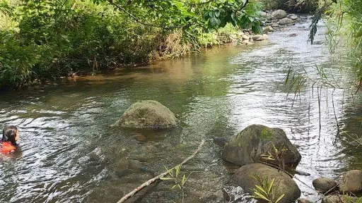 Lot only for sale in Dahilayan Bukidnon — Agricultural Lot in Manolo Fortich, Bukidnon, Philippines — Photo 3