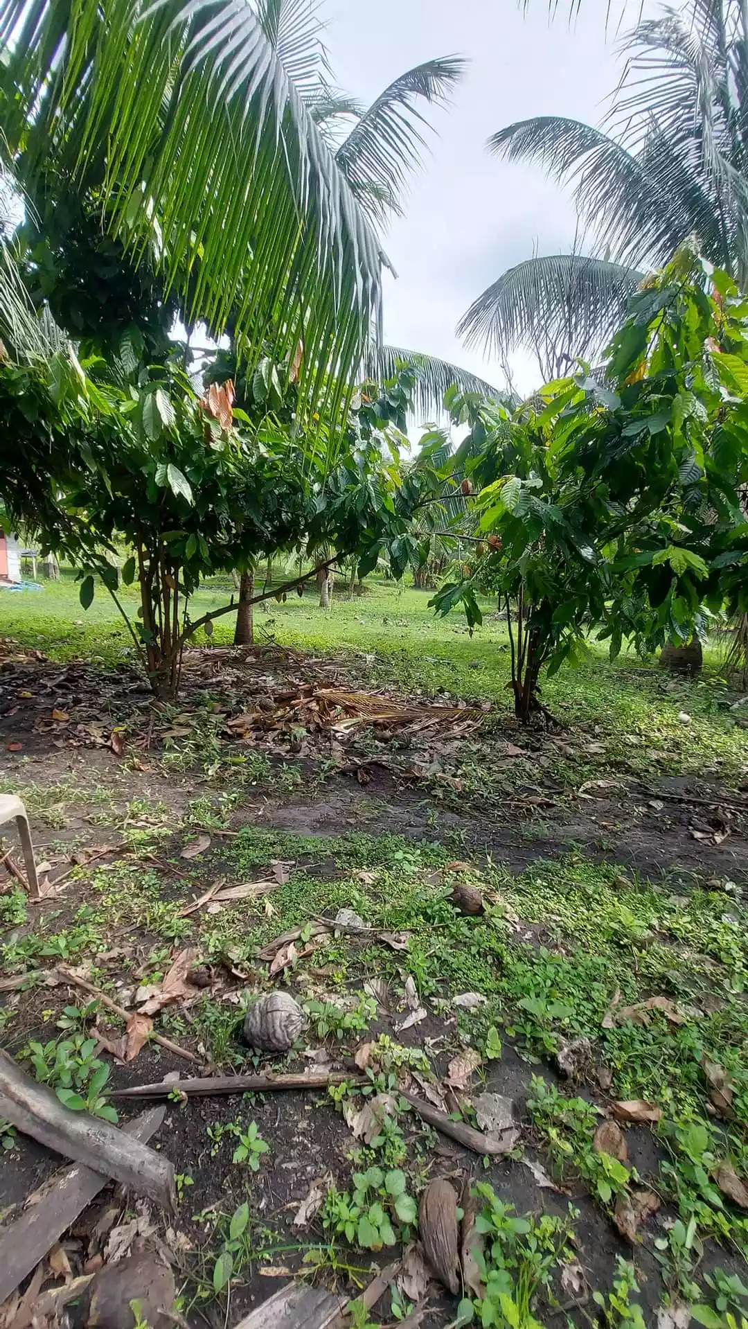1 hectare Farm for Sale in General Santos City - photo 2