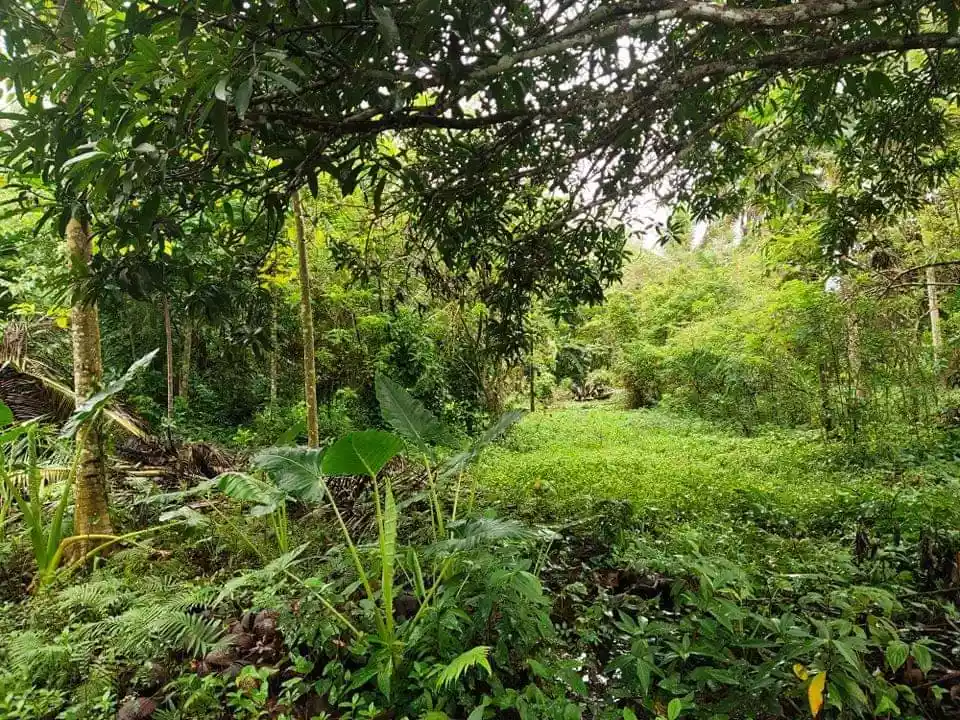 Lot for sale in Cabadbaran City - photo 5