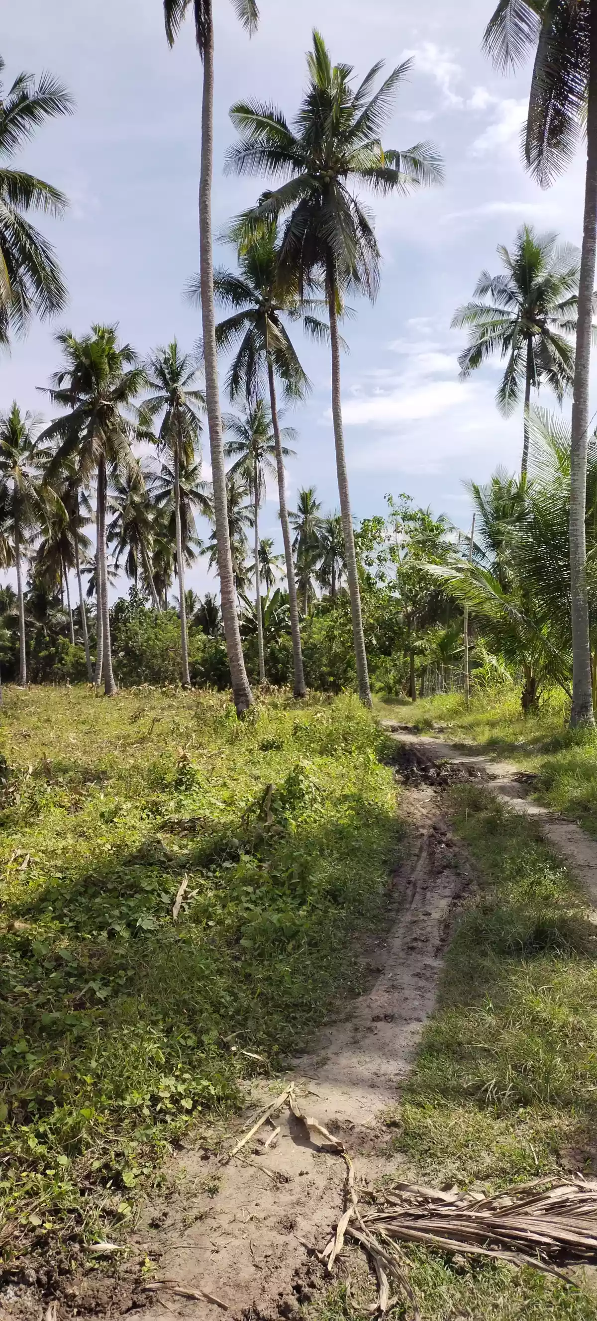 1 hec fully planted coconut — Agricultural Lot in General Santos City, South Cotabato, Philippines — Photo 5