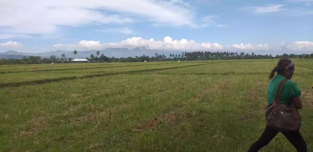 Agricultural Land for Sale: 8 Hectares Rice Field in Banga, South Cotabato — Agricultural Lot in South Cotabato, Philippines — Photo 4