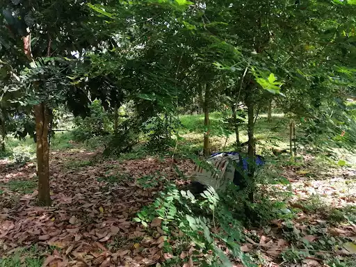 Farm Lot 1000sqm — Agricultural Lot in Negros Occidental, Philippines — Photo 6