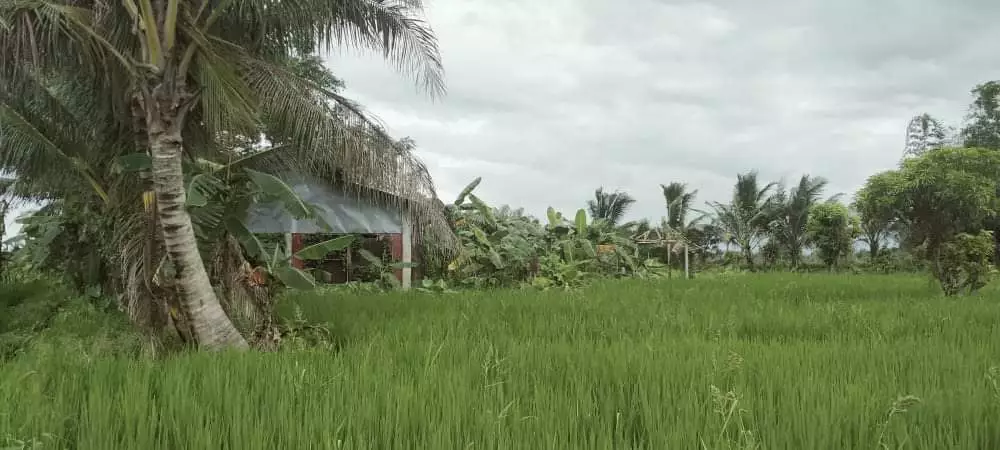 1000 Sqm Farm Lot - photo 4