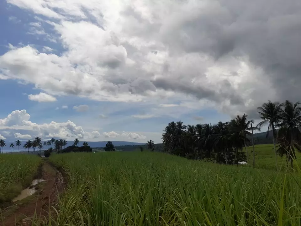 2.8 Hectares Jantianon, Amlan Negros Oriental - photo 4