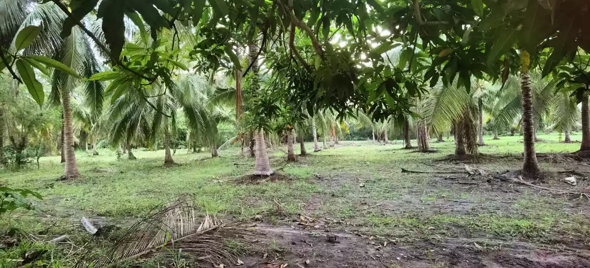 For Sale 2.5 Hectares in Olympog - photo 2
