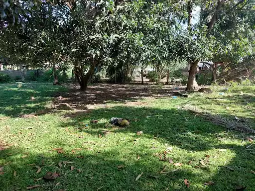 Rush Sale Lot in Dumaguete — Agricultural Lot in Albina Dr, Dumaguete, Negros Oriental — Photo 5