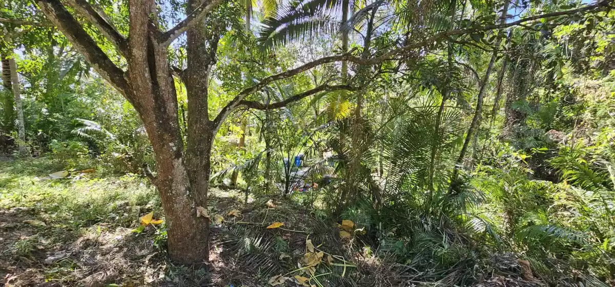 CABUNGAHAN AGRICULTURAL LOT - photo 2