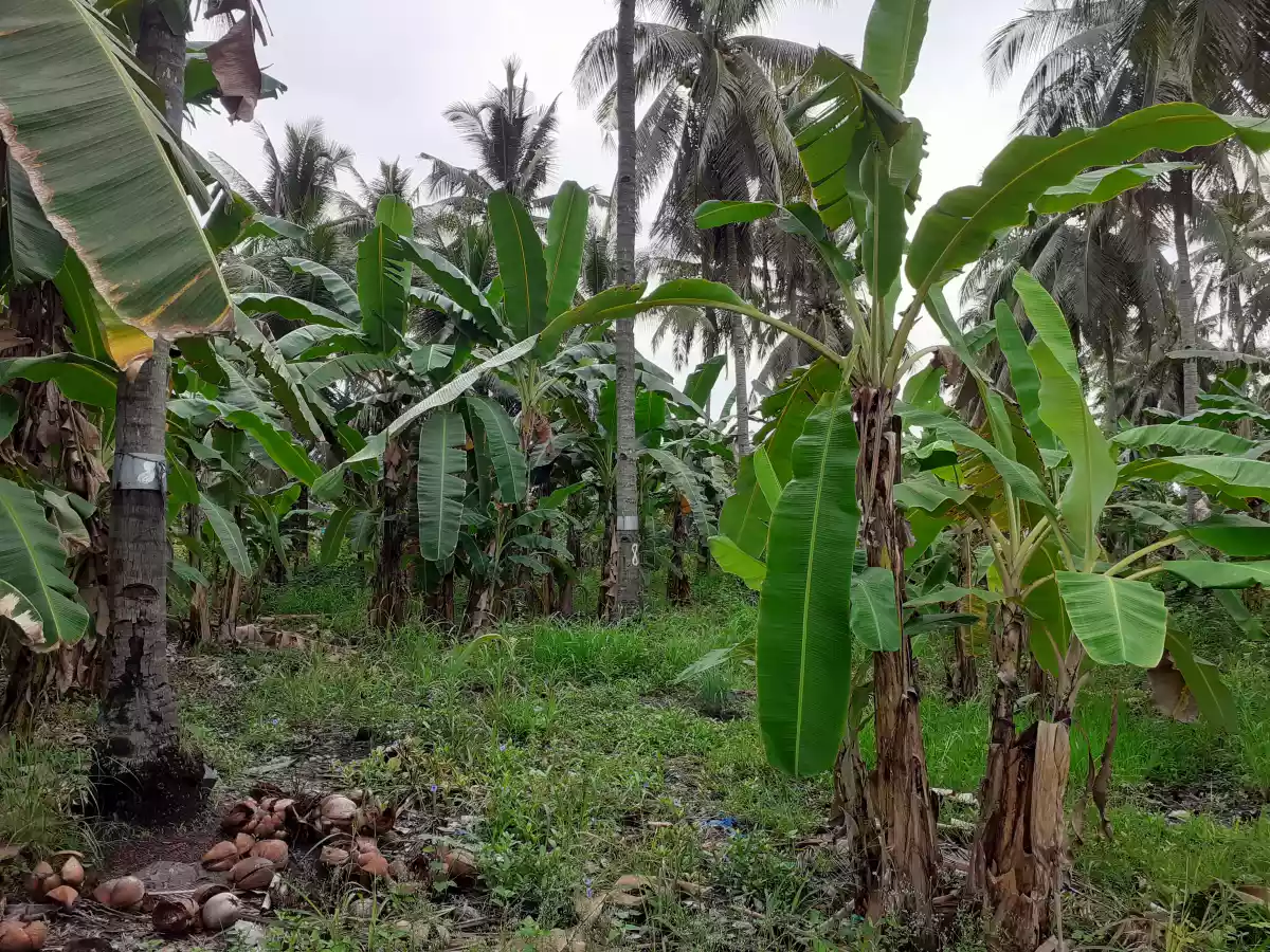 Lot 2.5 hectares