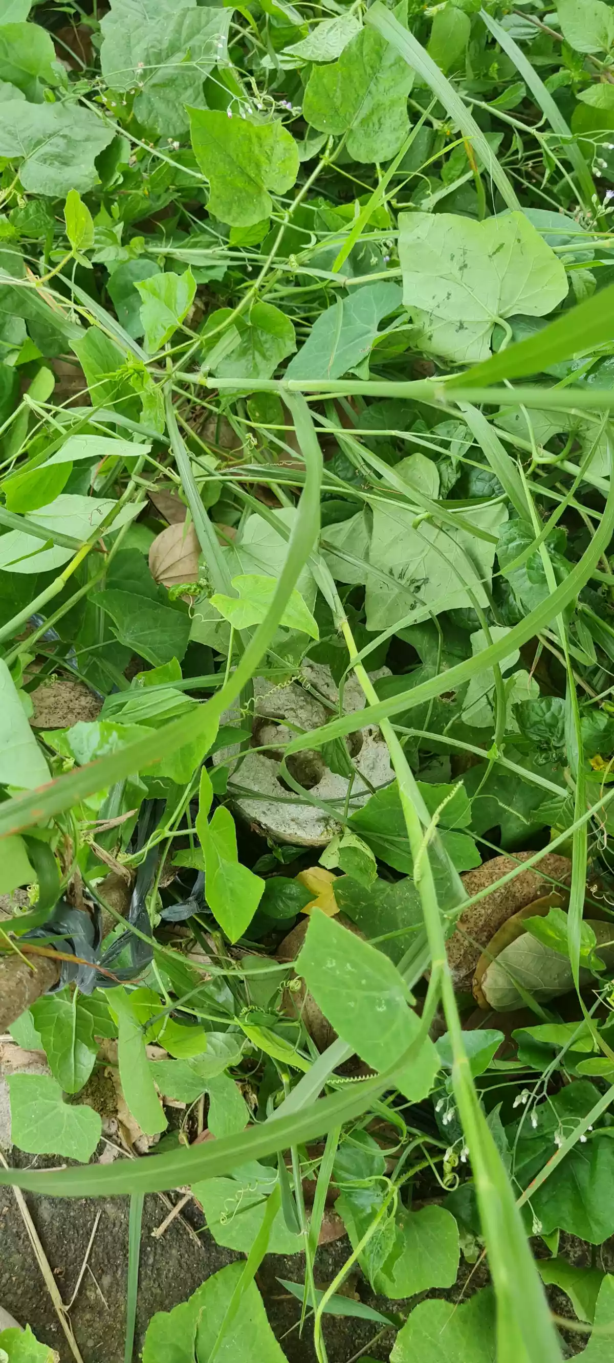 RARE FIND LOT ONLY FOR SALE INSIDE MACTAN TROPICS SUBDIVISION! — Residential Lot in Lapu-Lapu City, Cebu, Philippines — Photo 5