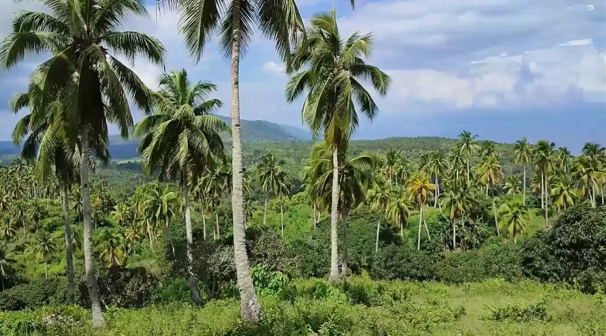 13 Hectares Overlooking Farm Property in Samal City