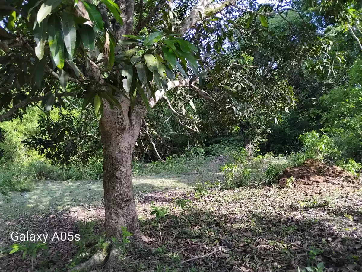 Residential Lot for Sale — Residential Lot in Guimaras, Philippines — Photo 4