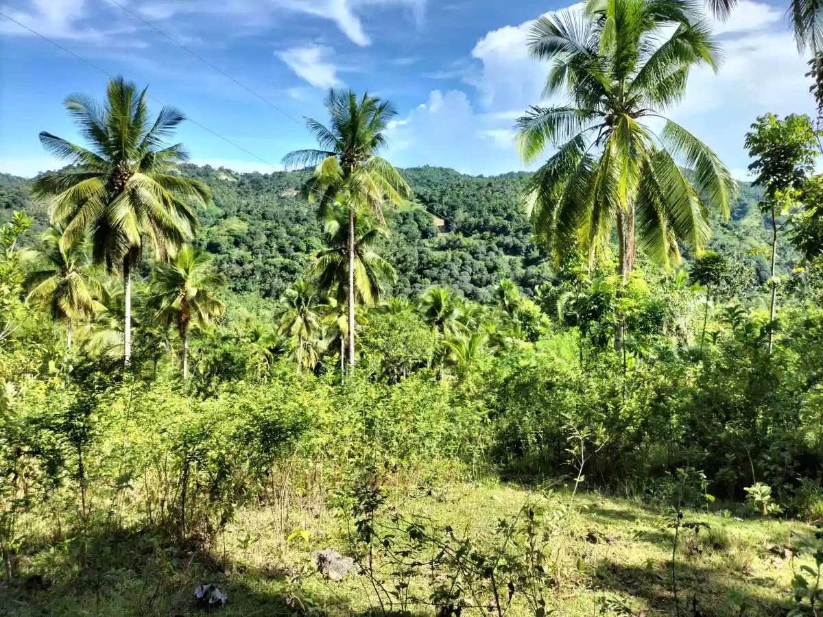 Affordable Lot — Agricultural Lot in Danao City, Cebu, Philippines — Photo 5