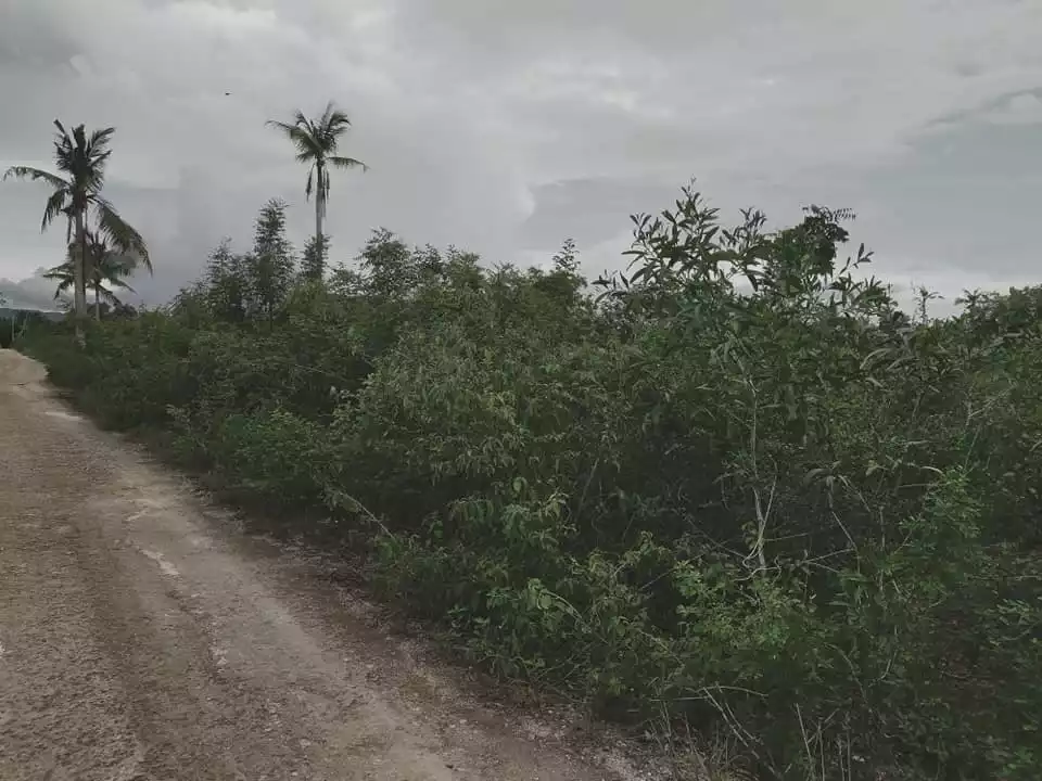 7,863sqm lot for sale in Pangangan Island Calape Bohol 480 per sqm - photo 2