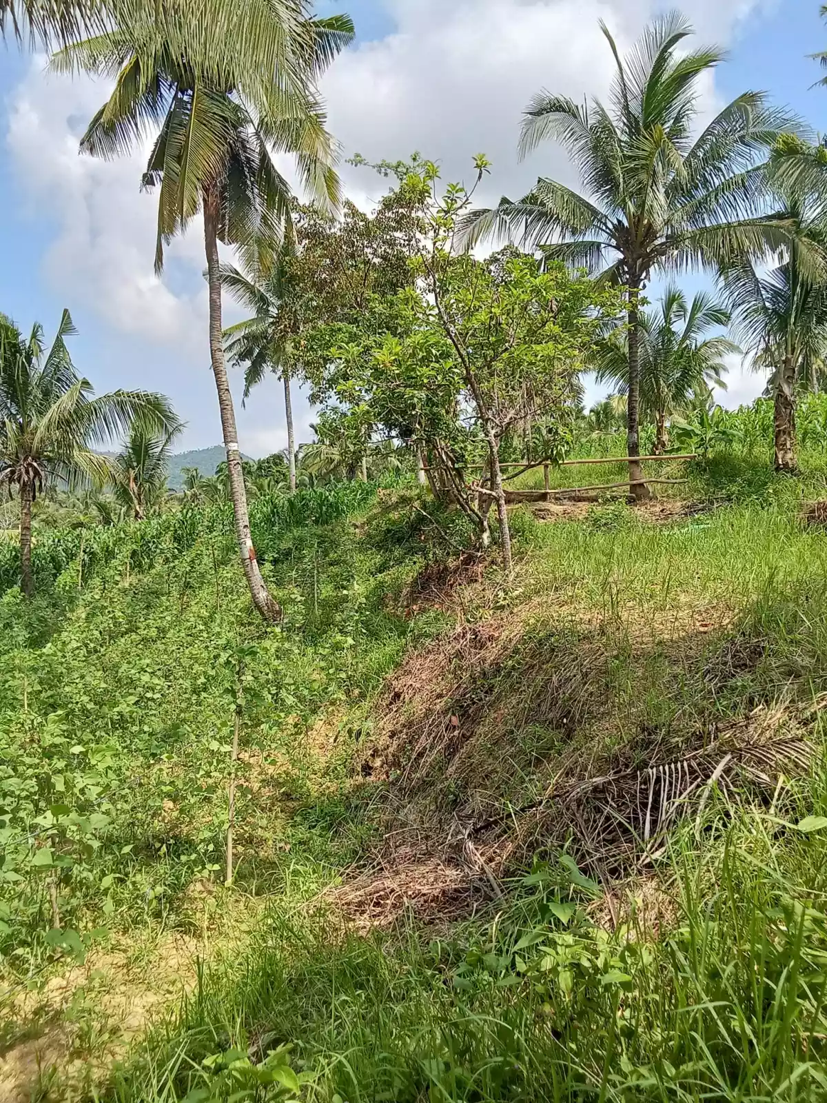 Open photo 11 of 22 — 3.5 hectares agricultural land for sale in Balungag San Fernando Cebu