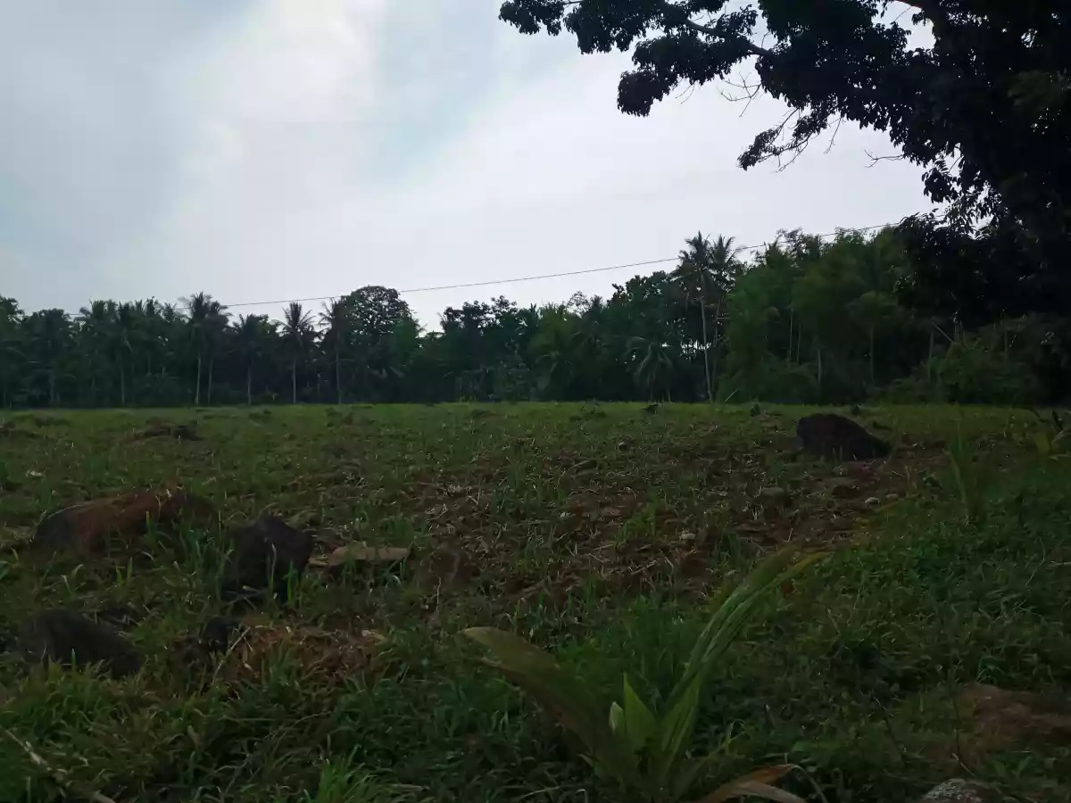 1.9 Hectares Jantianon, Amlan Negros Oriental - photo 6