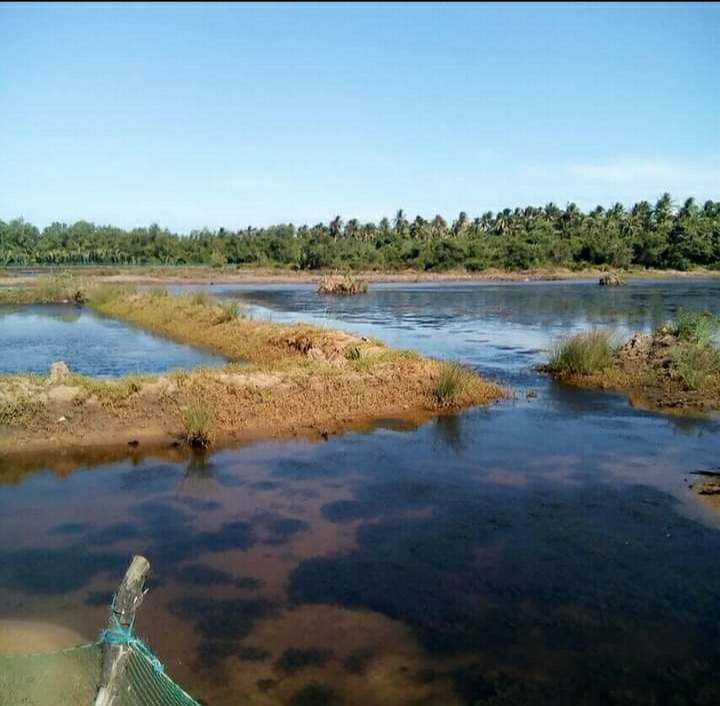 Agricultural Land with Fish Pond — Agricultural Lot in Narra, Palawan, Philippines — Photo 3