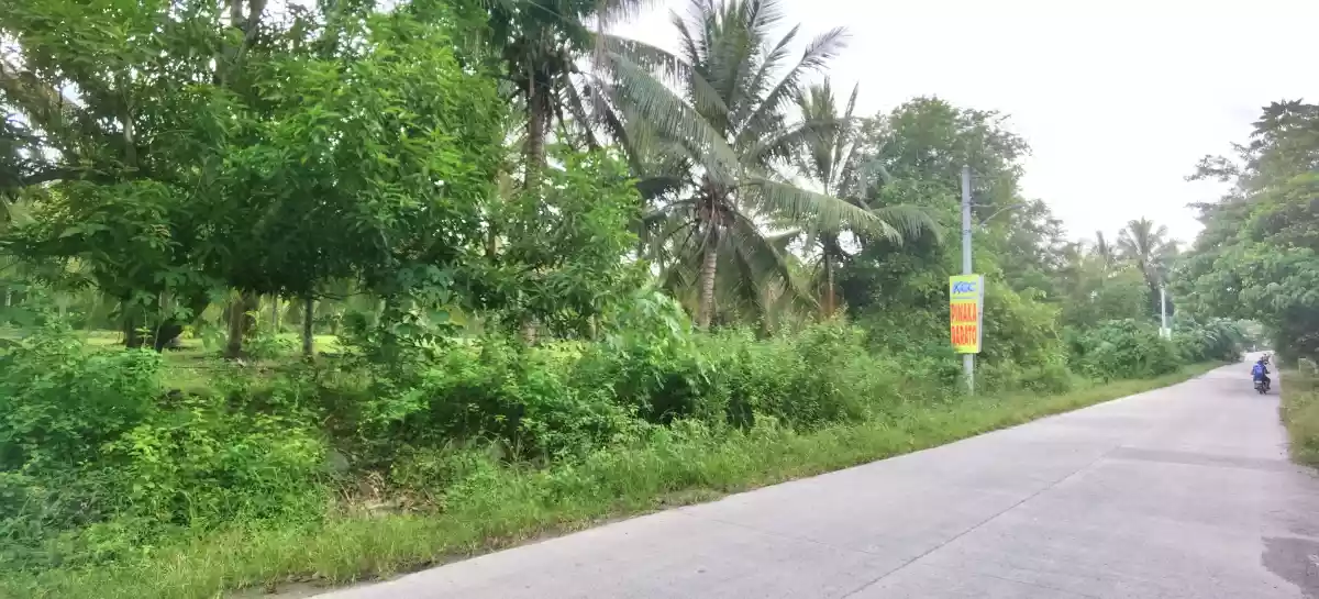 For Sale 2.5 Hectares in Olympog - photo 5