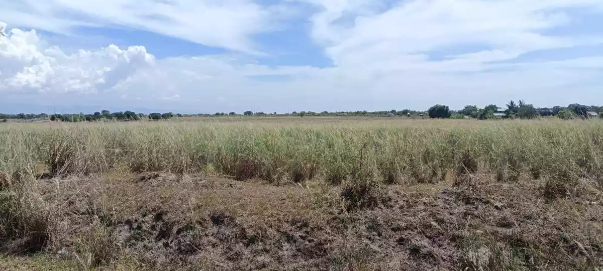 Lot For Sale - Agriculture - photo 4