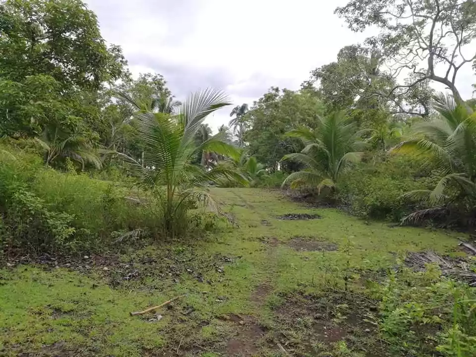 Farm Lot — Agricultural Lot in Bohol, Philippines — Photo 2