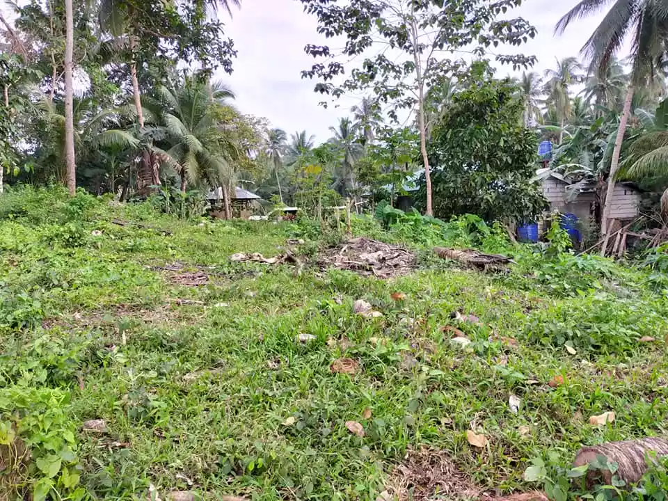 Sea Vew and Mountain View 4,507sqm title lot in Loon Bohol 800 per sqm - photo 7