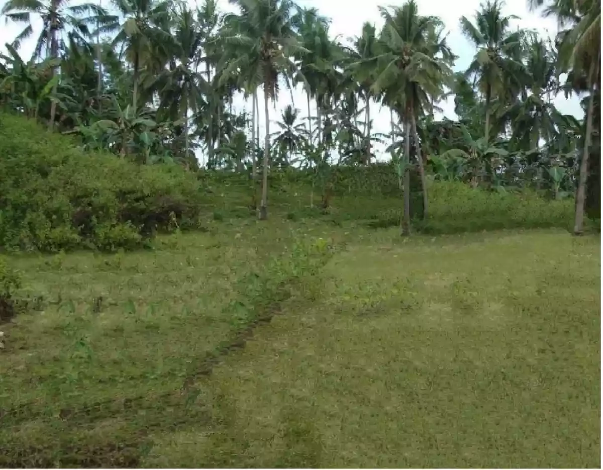 AGRICULTURAL LOT CLEAN TITLE  FOR SALE IN DALID, TABUELAN  - photo 4
