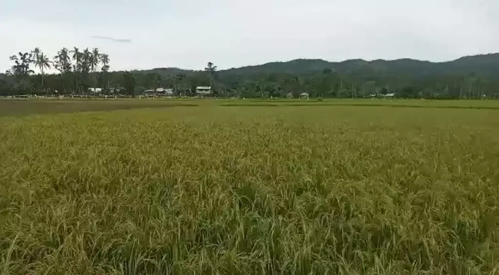 Titled Land — Agricultural Lot in Tubigon, Bohol, Philippines — Photo 2