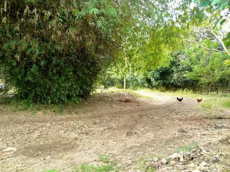 Rush Sale Farm Land in Samal - photo 3