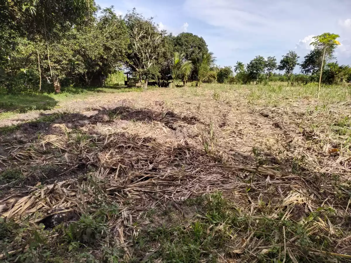 Silway8farm — Agricultural Lot in South Cotabato, Philippines — Photo 3