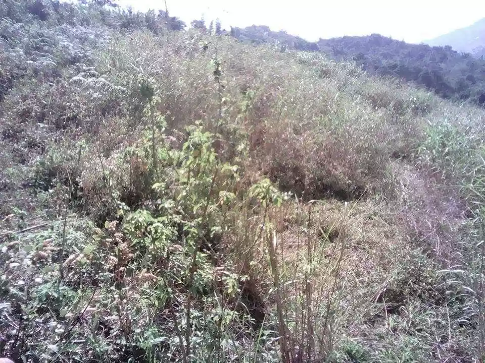 Alta Verde Subdivision- Baguio City — Residential Lot in Asin Road, Tuba, Benguet — Photo 4
