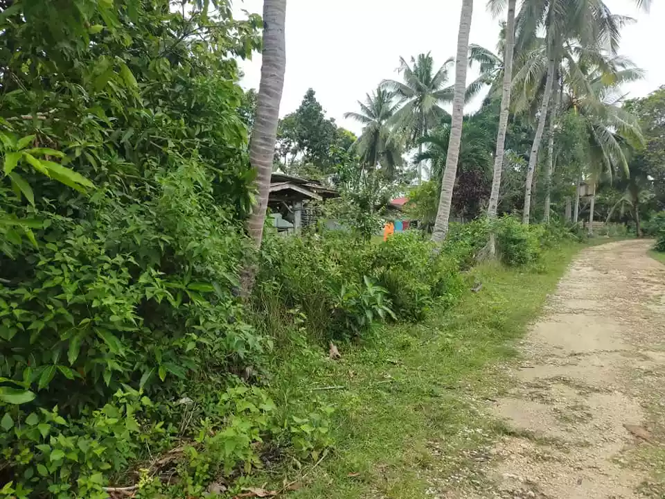 1668sqm clean title lot in Tinago Dauis Panglao Island Bohol 2,500 per sqm - photo 2