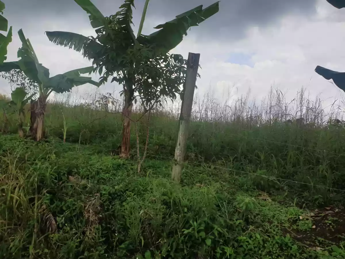 Agricultural Lot for Sale! — Agricultural Lot in Bukidnon, Philippines — Photo 4